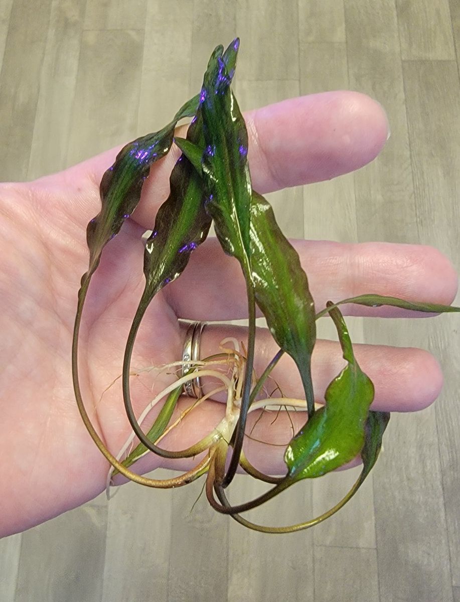 Cryptocoryne Wendtii Green Aquarium Plant