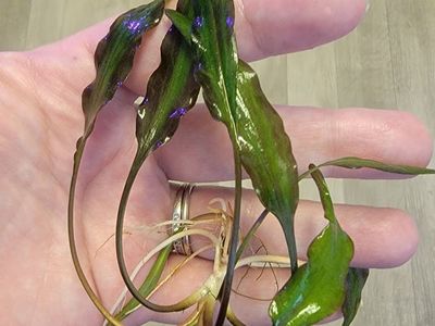 Cryptocoryne Wendtii Green Aquarium Plant