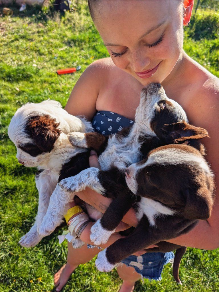 Mini-Blue Heeler/ Aussiedoodle Puppies