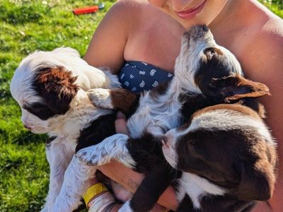 Mini-Blue Heeler/ Aussiedoodle Puppies