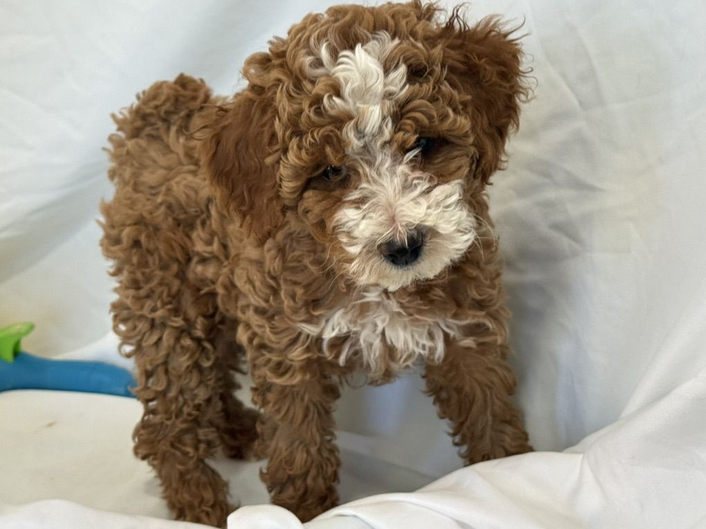 Akc Mini Poodle Pups