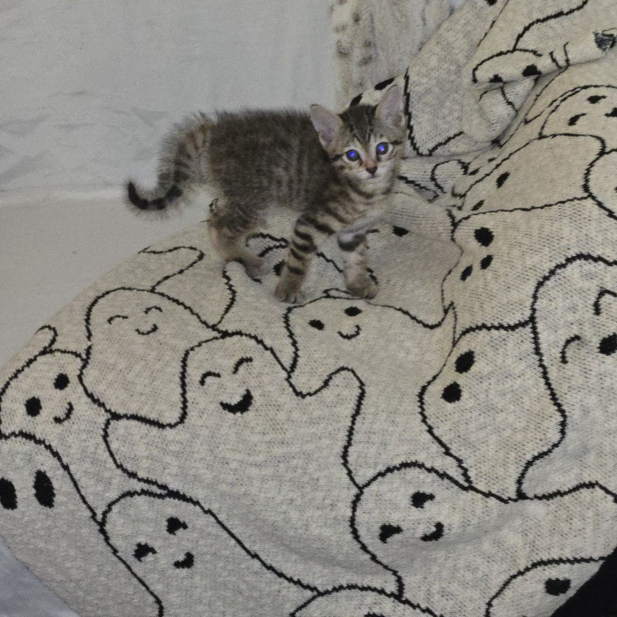 savanna  kittens  for  sale