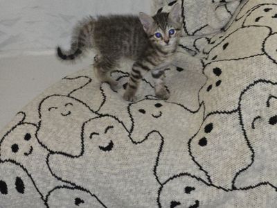 savanna kittens for sale