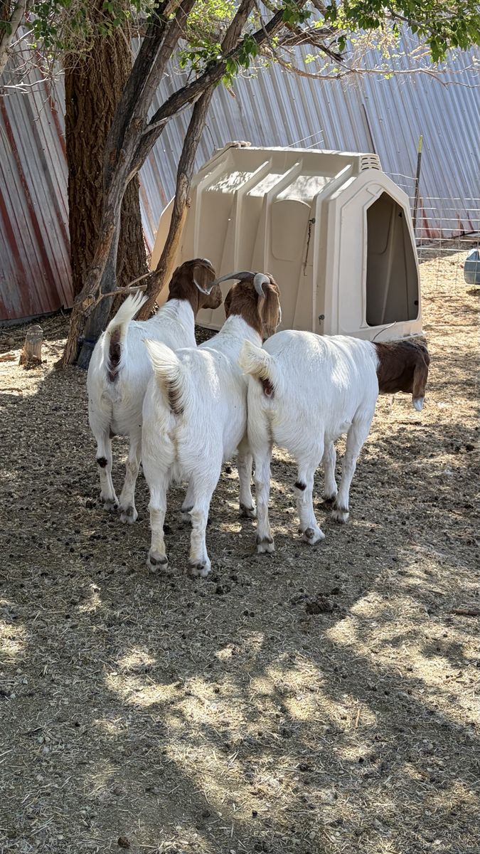 Boer Goats