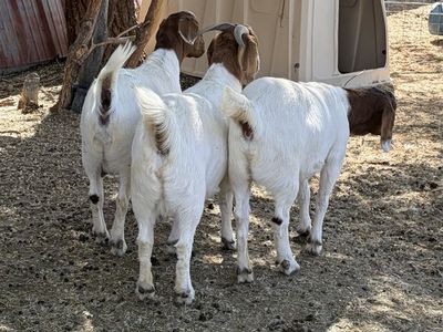 Boer Goats