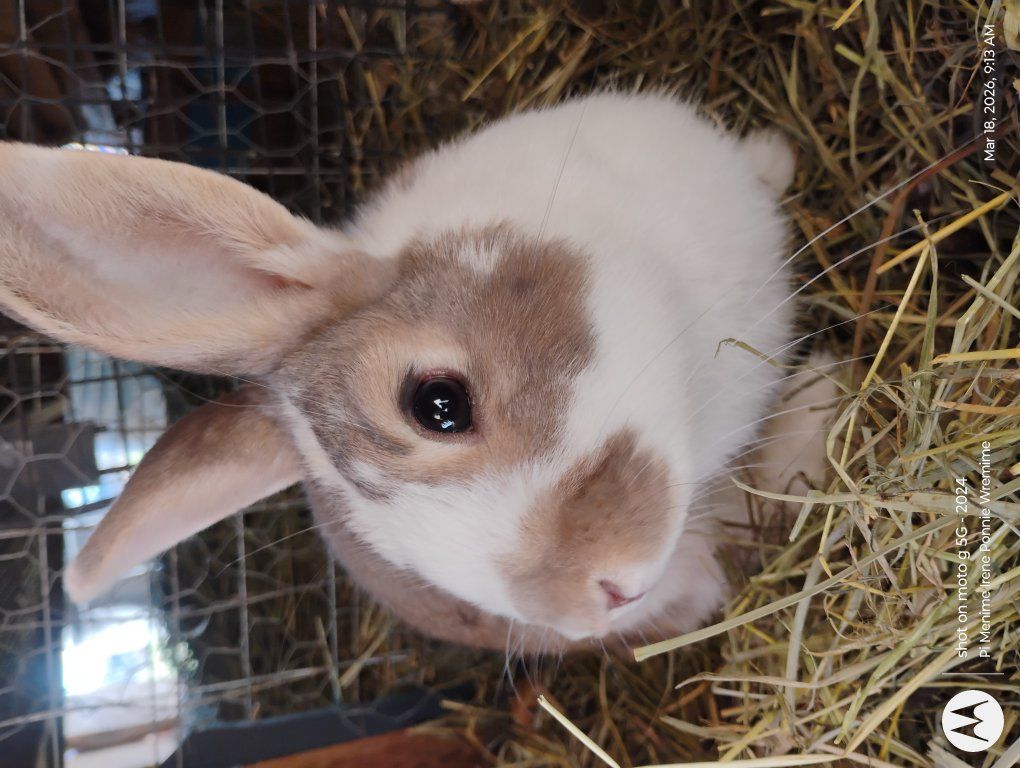 $ugar Pete Shadow Cottontailè