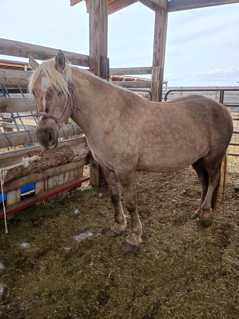 8 yr old palomino mustang mare