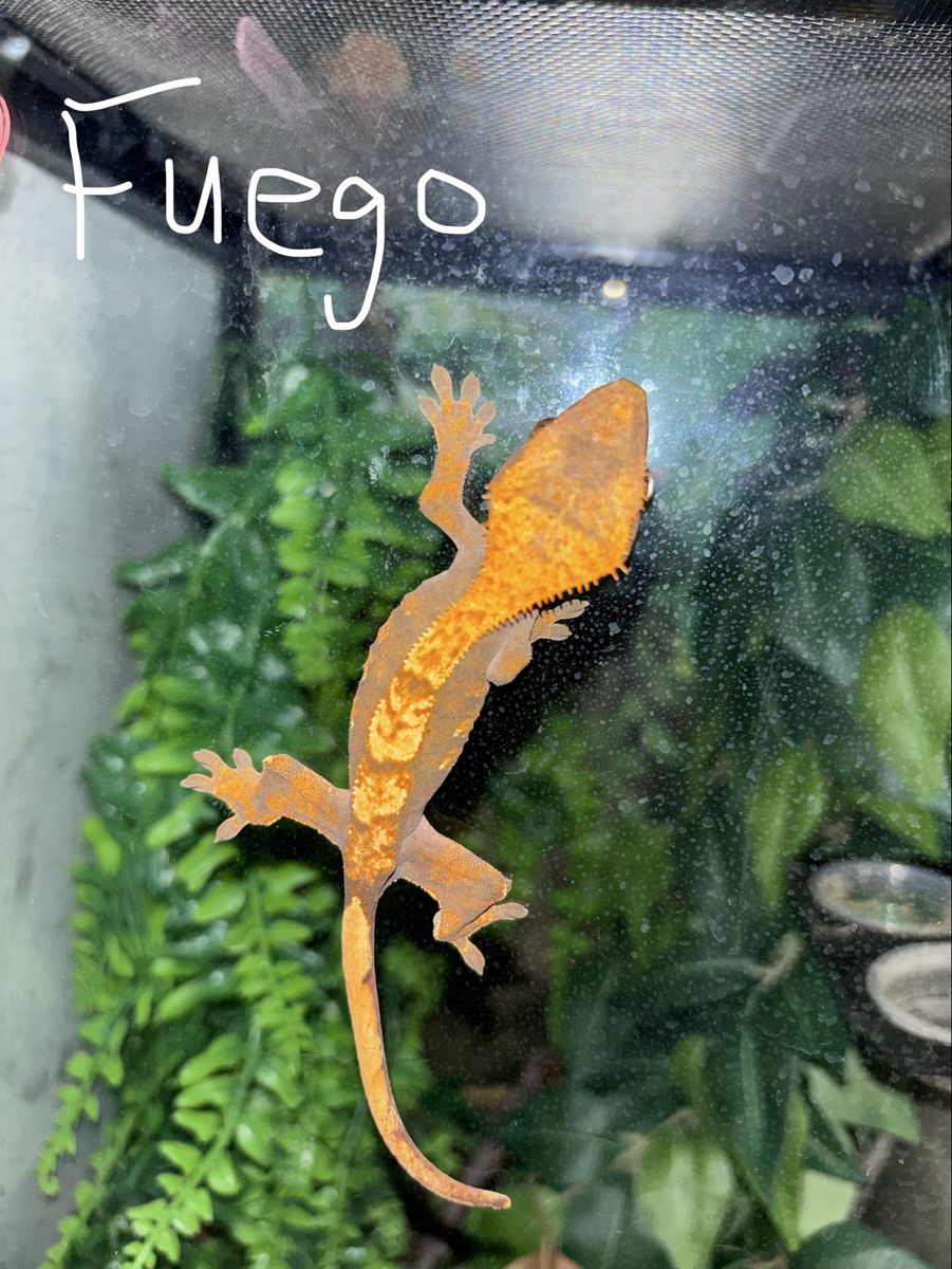 Crested gecko + set up