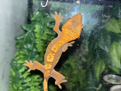 Crested gecko + set up