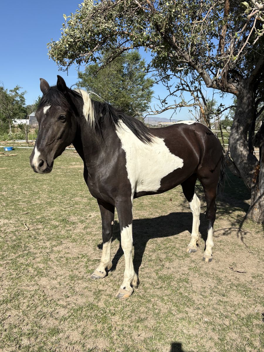 Registered Tobiano Foxtrotter Mare - Broke to Ride, Gaited & Gentle