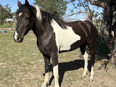 Registered Tobiano Foxtrotter Mare - Broke to Ride, Gaited & Gentle
