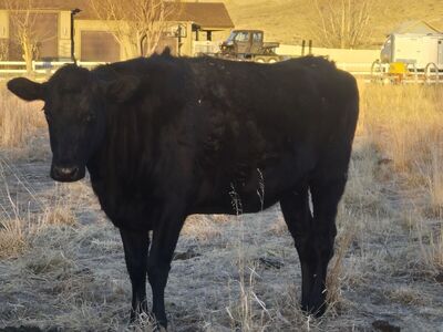 Pregnant Black Cow