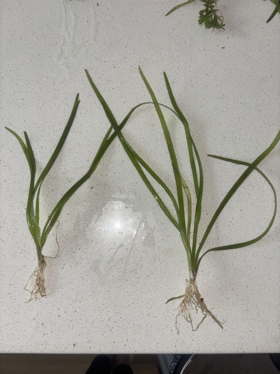 Dwarf Sagittaria