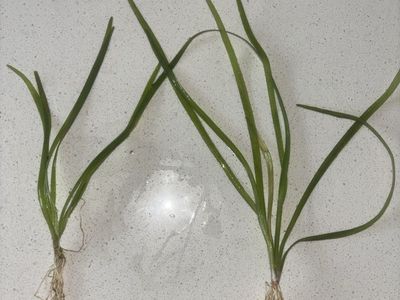 Dwarf Sagittaria