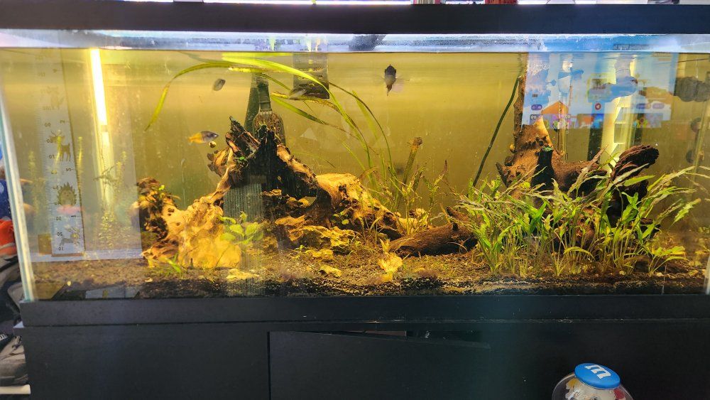 75 gallon fish tank.