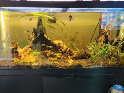 75 gallon fish tank.