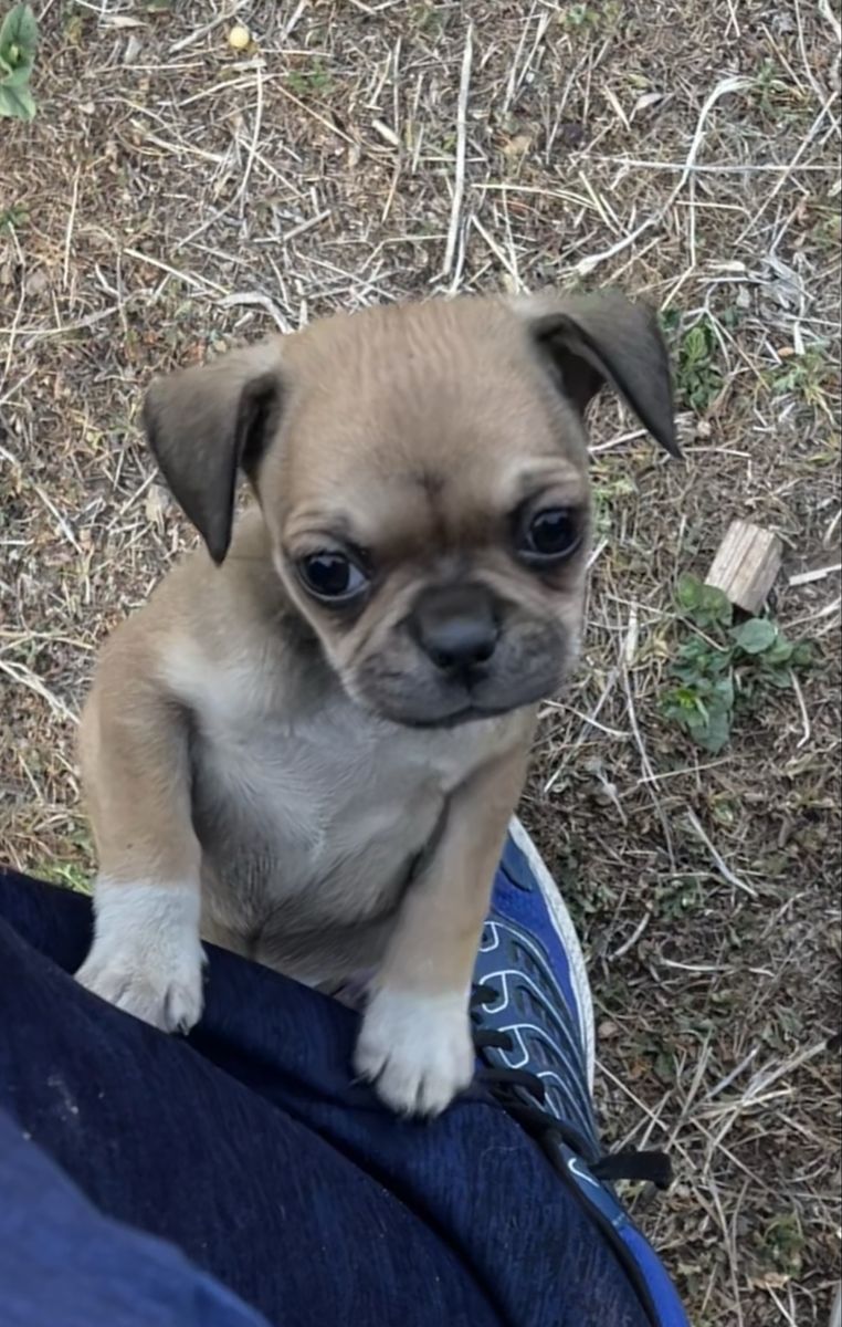 Chihuahua/Pug/Boston Terrier girl pup!