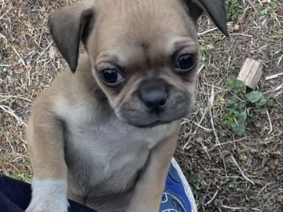Chihuahua/Pug/Boston Terrier girl pup!