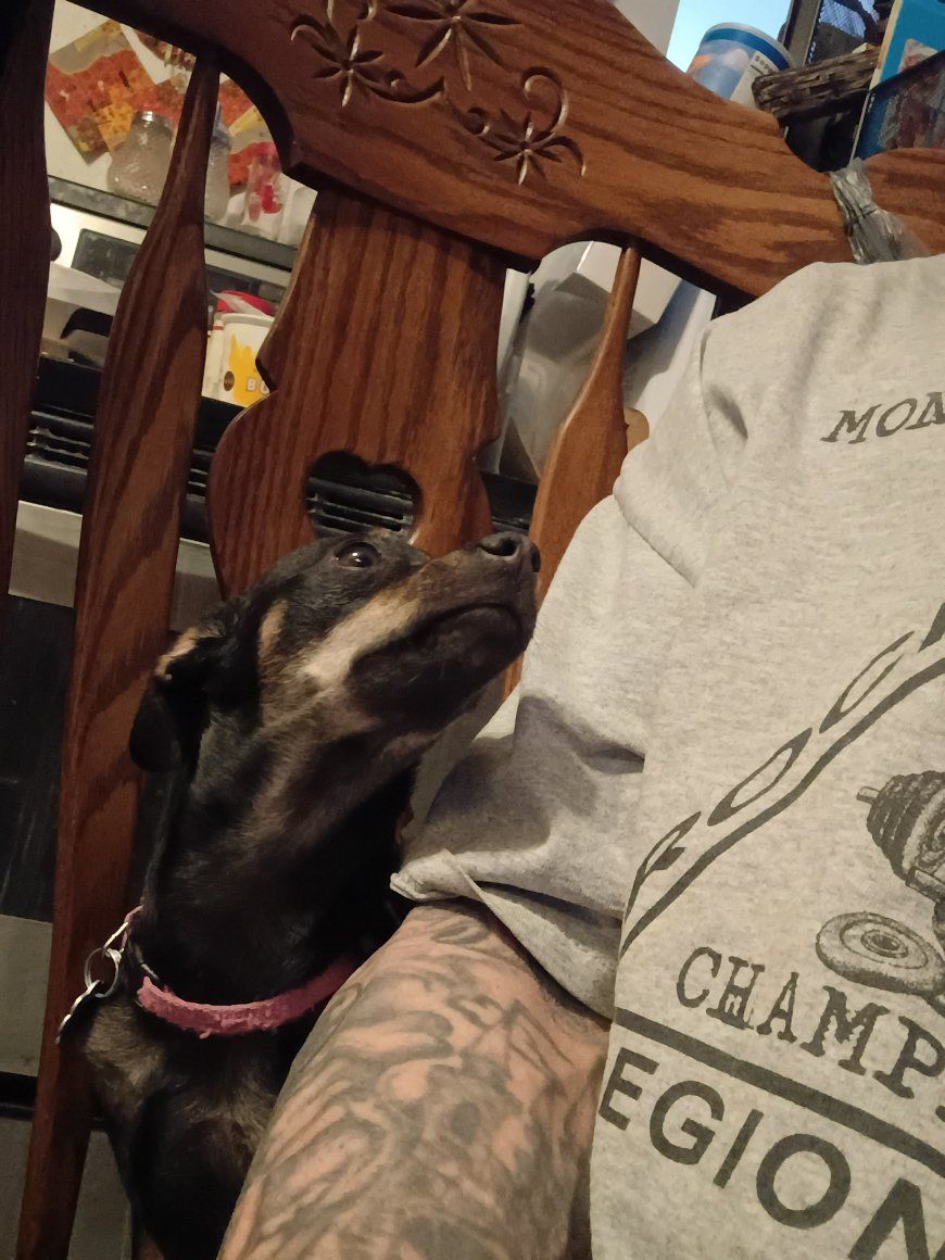 10 month old Min Pin female
