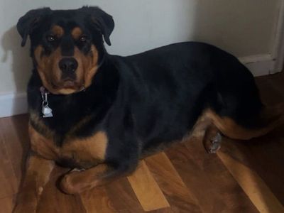 Rottweiler Needing A New Home
