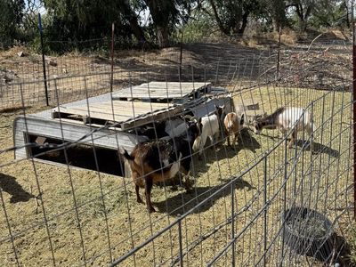 Goat Herd for Sale - 9ea Nigerian Dwarfs
