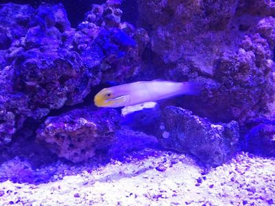 Gold Headed Goby