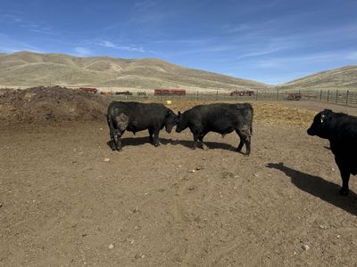 2 Yr Old VIrgin Angus, and Sim/angus Bulls.