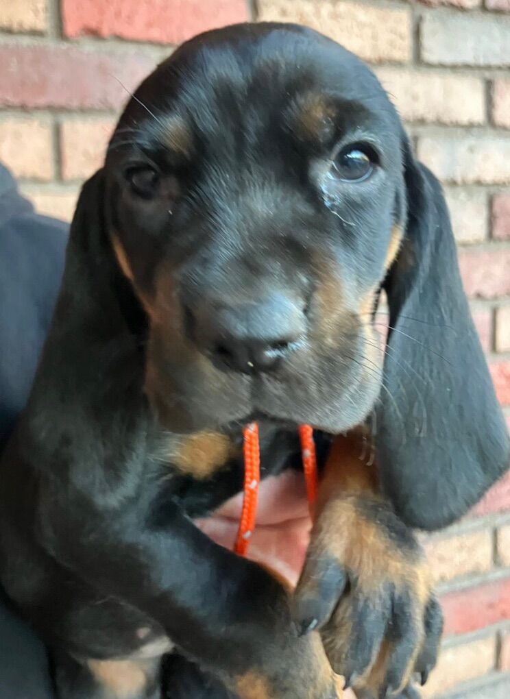 Black and Tan Hound Puppies