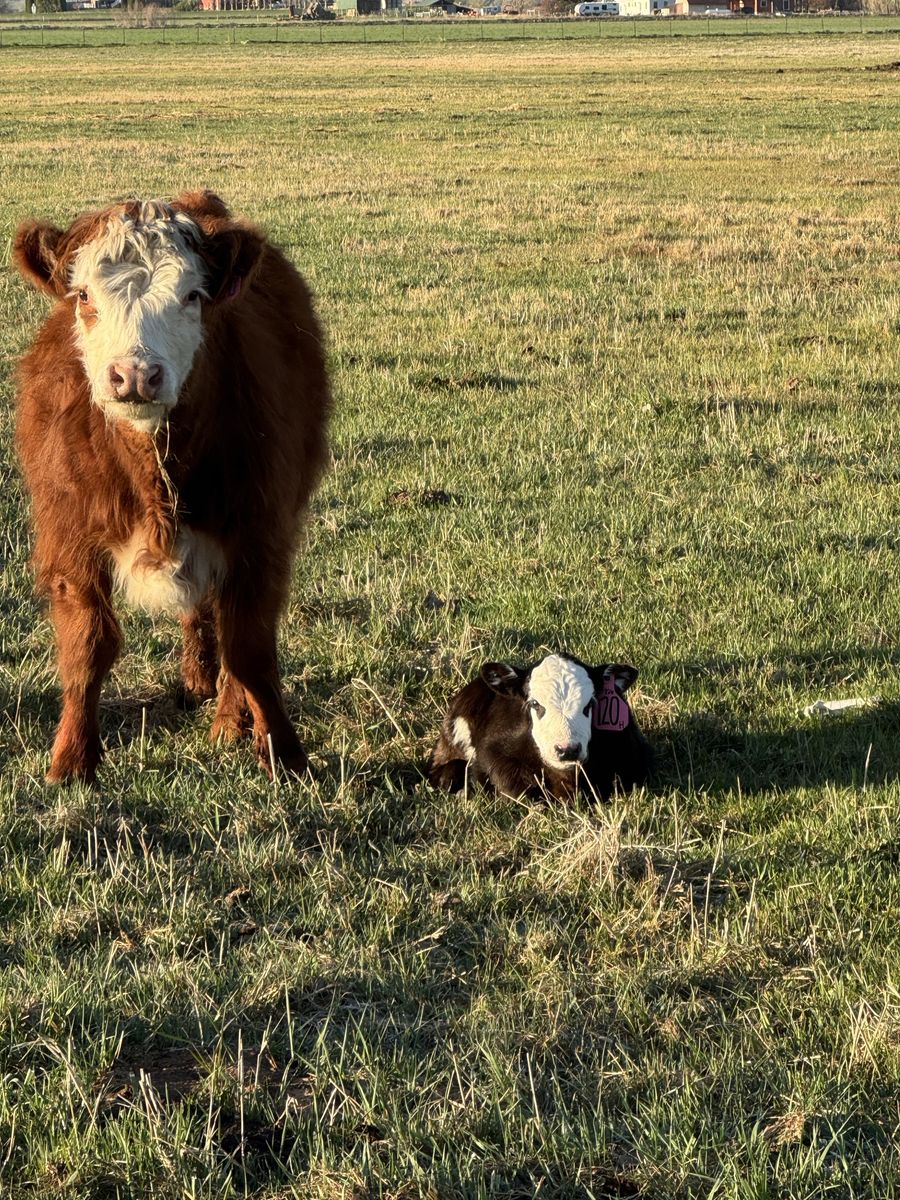 Mid-Sized Highland Hereford Pair