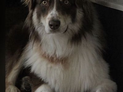 Aussie