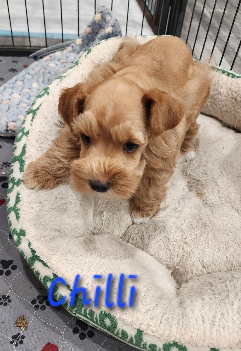 Adorable Mini Schnauzer Puppy - Chilli, Male Rare Red Wheaton