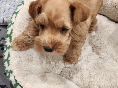 Adorable Mini Schnauzer Puppy - Chilli, Male Rare Red Wheaton