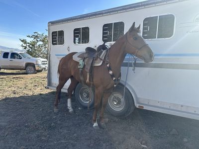 Whiskey 11-Year-Old gelding
