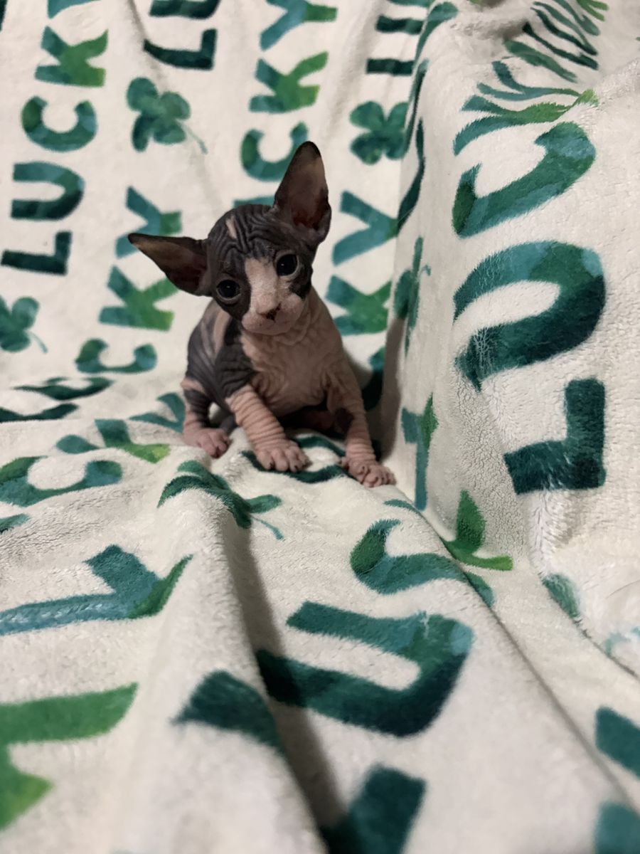 Sphynx kittens (calico)