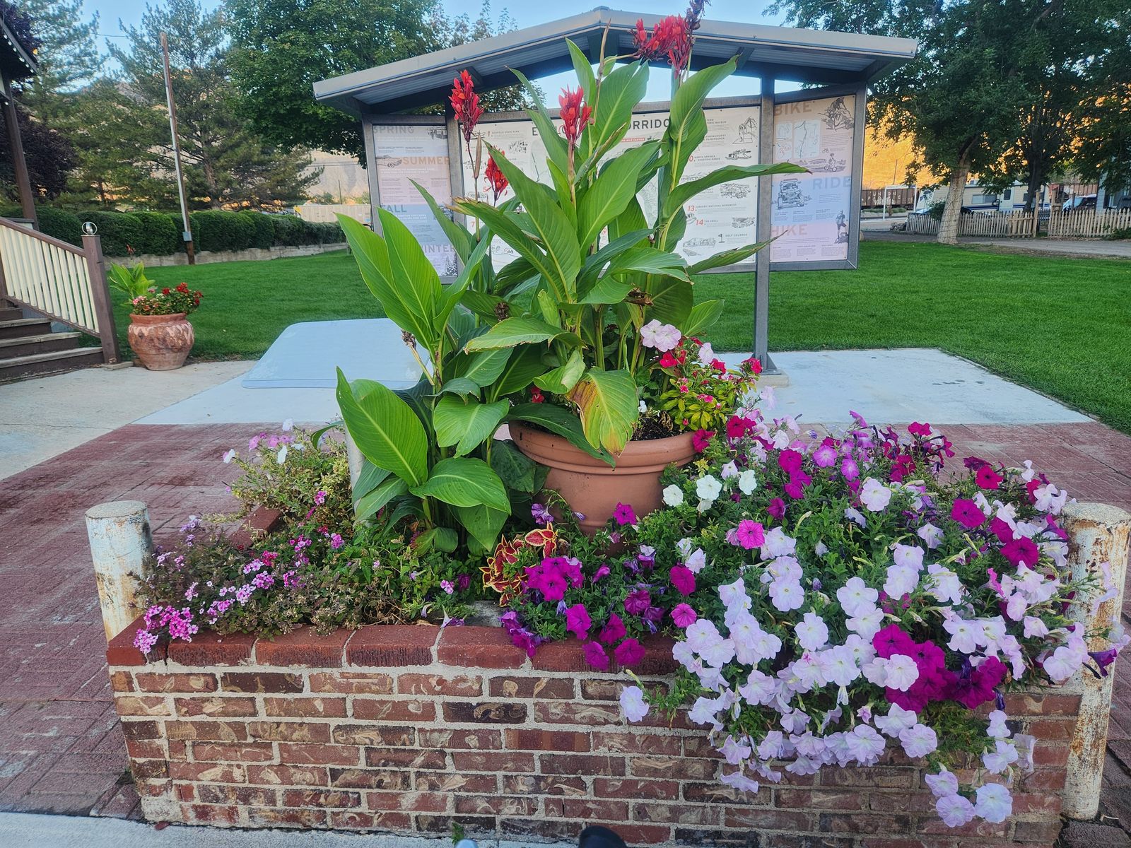 RED CANNA LILLIE BULBS