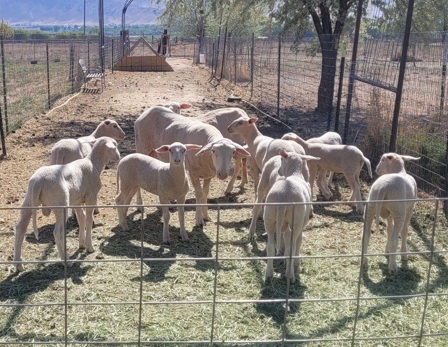 Dairy Lambs