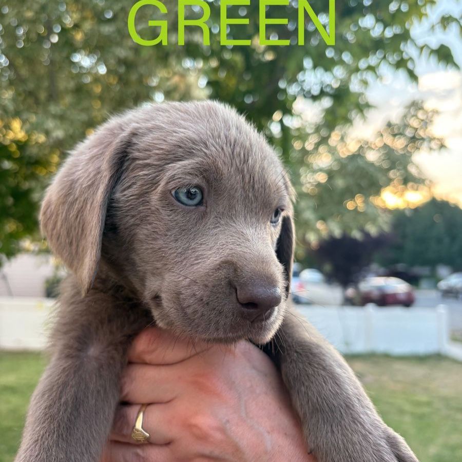 AKC Pure Lab Puppies !GOING FAST! CHECK BIO