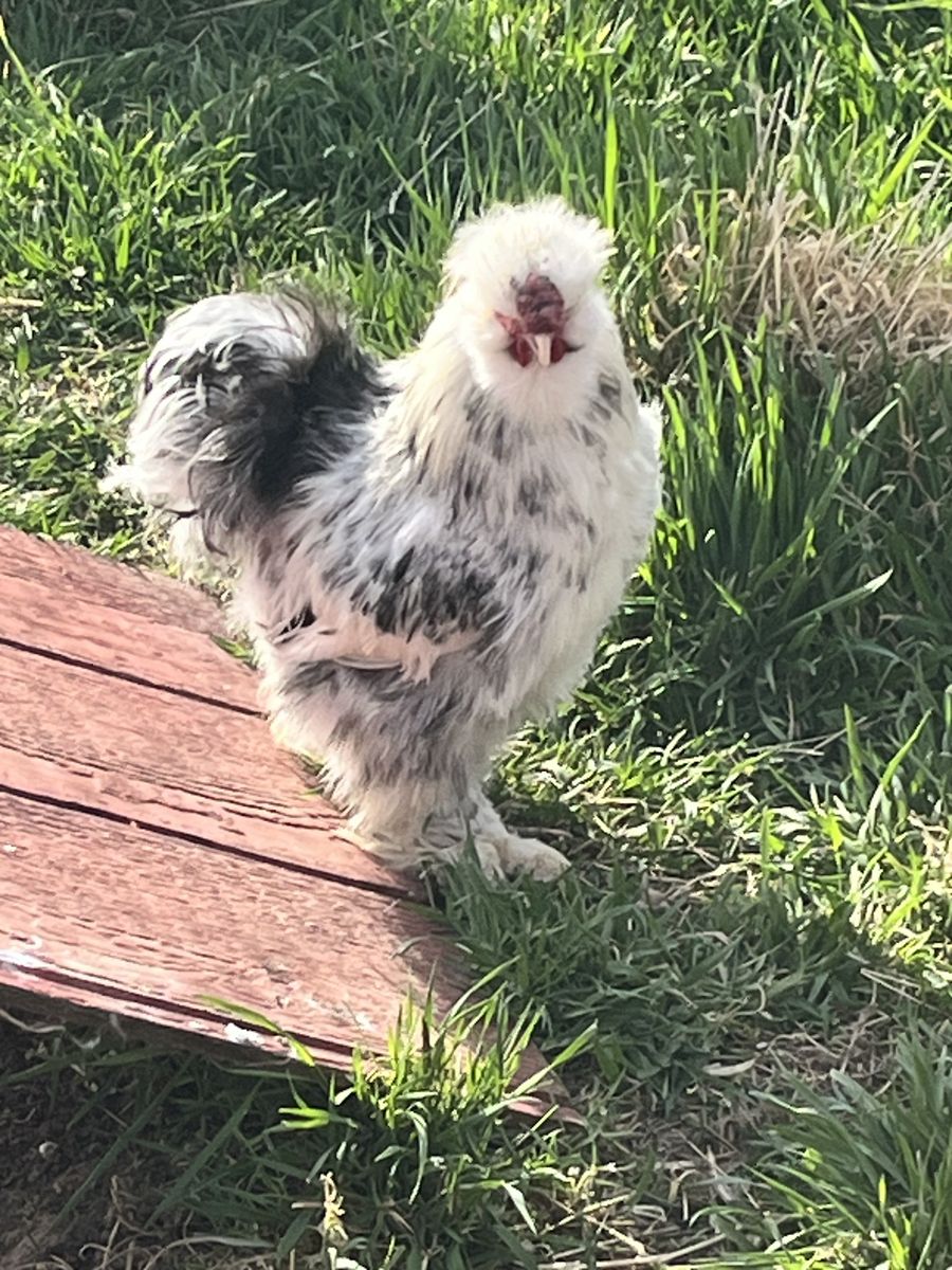 Mottled Silkie Rooster