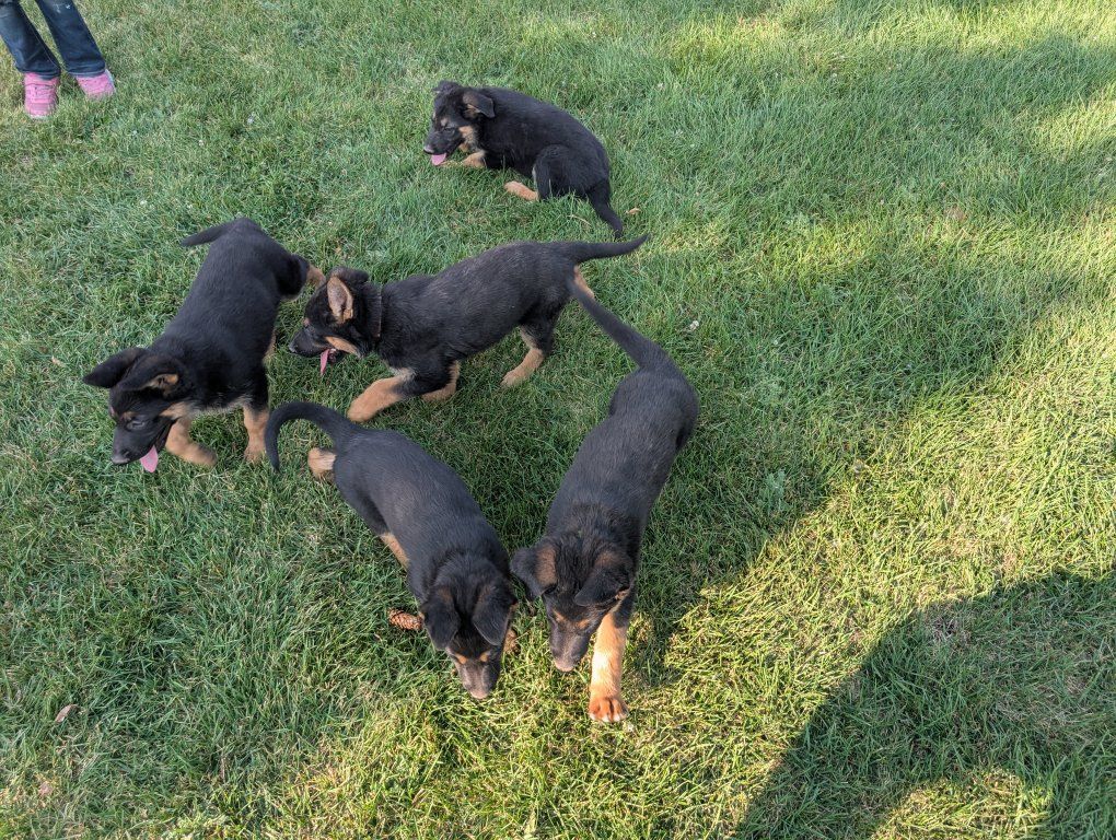 German Shepherd Puppies - Black and Tan