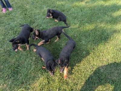 German Shepherd Puppies - Black and Tan