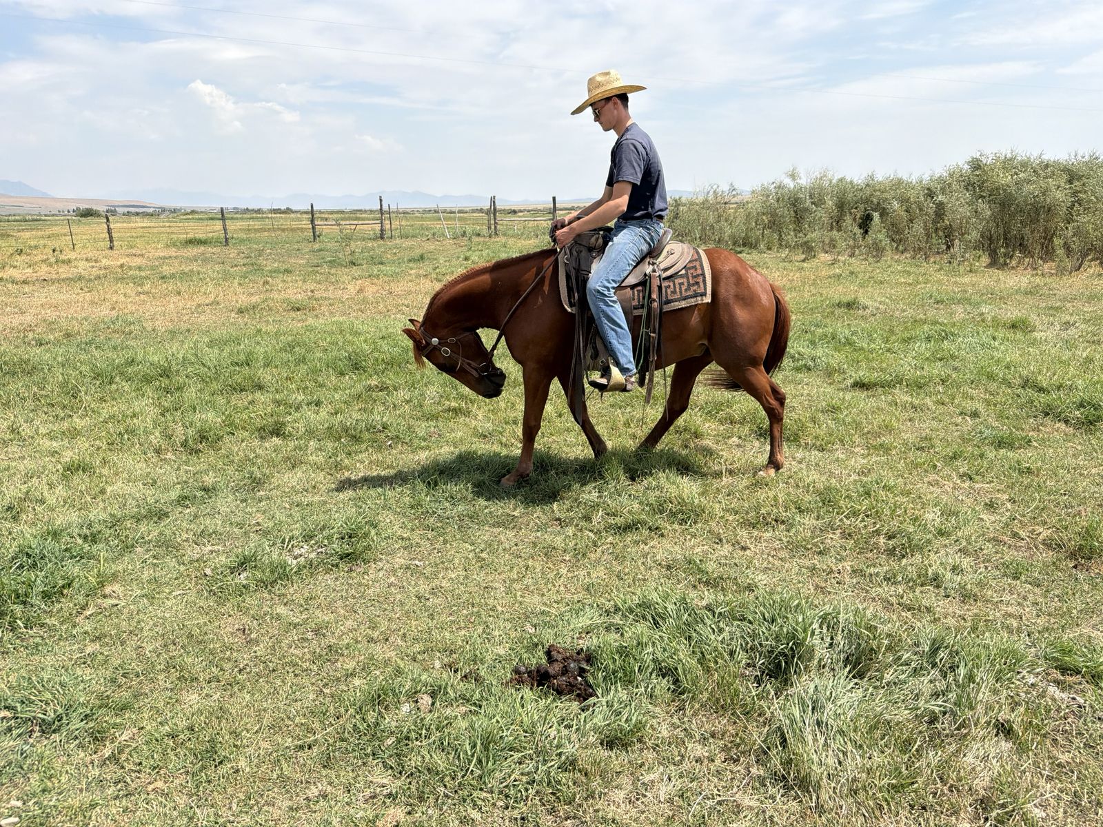 Horse for Sale