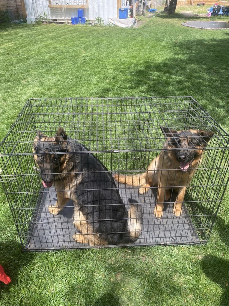 Xxl Dog Crate