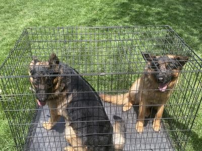 Xxl Dog Crate