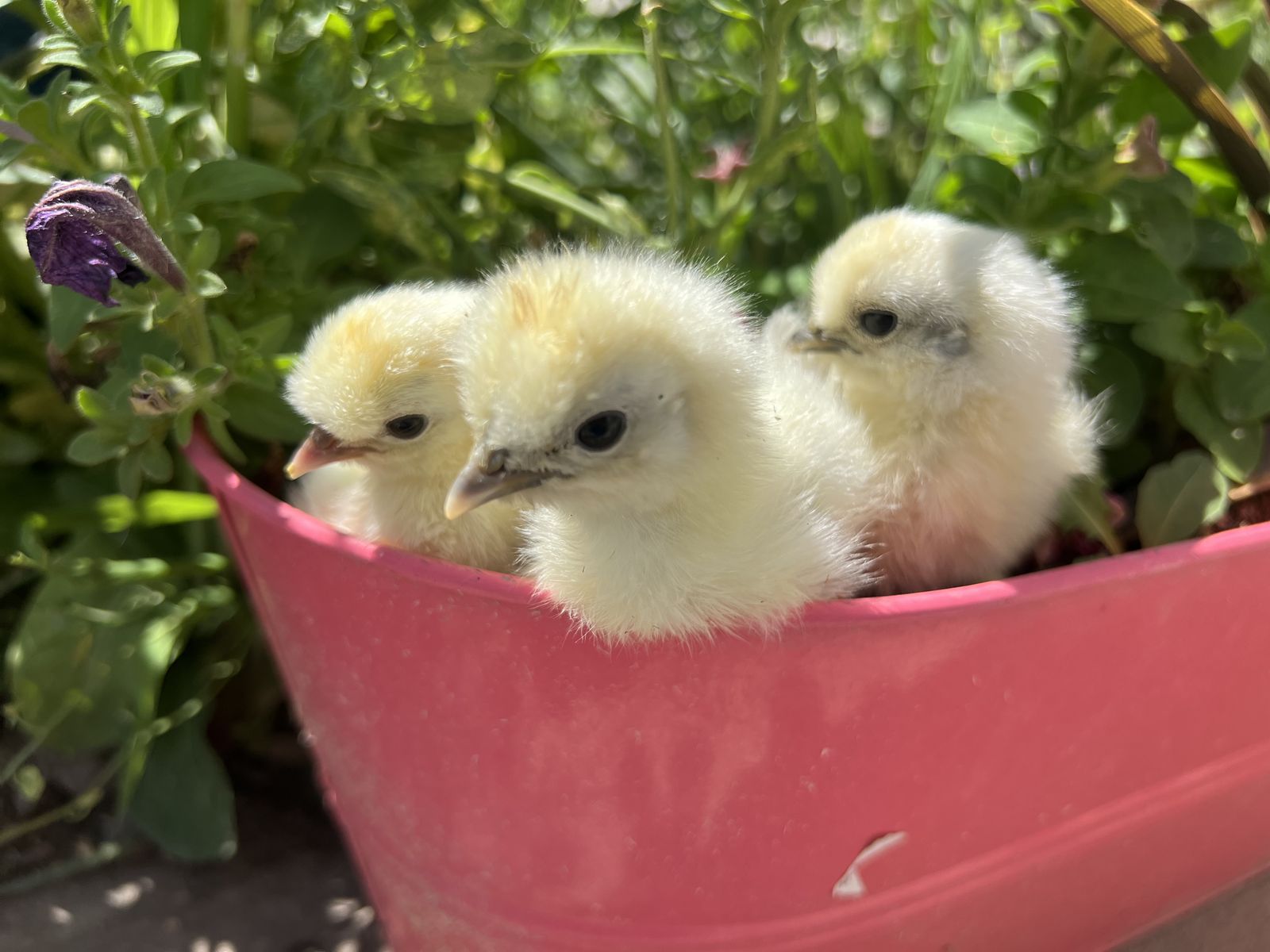 Silkie