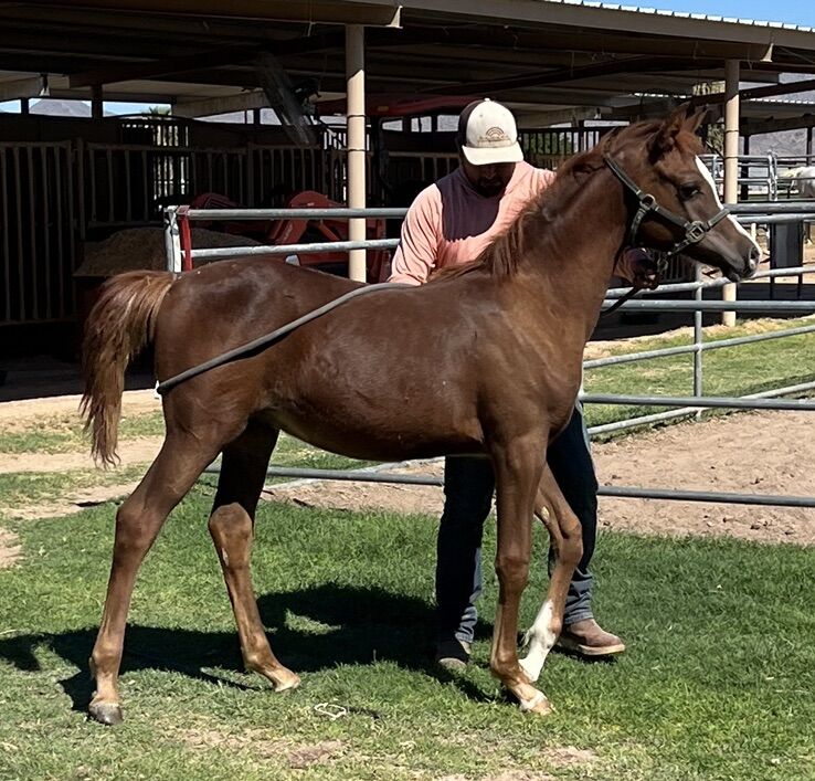 Royally Bred Arabian Colt