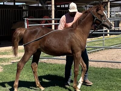 Royally Bred Arabian Colt
