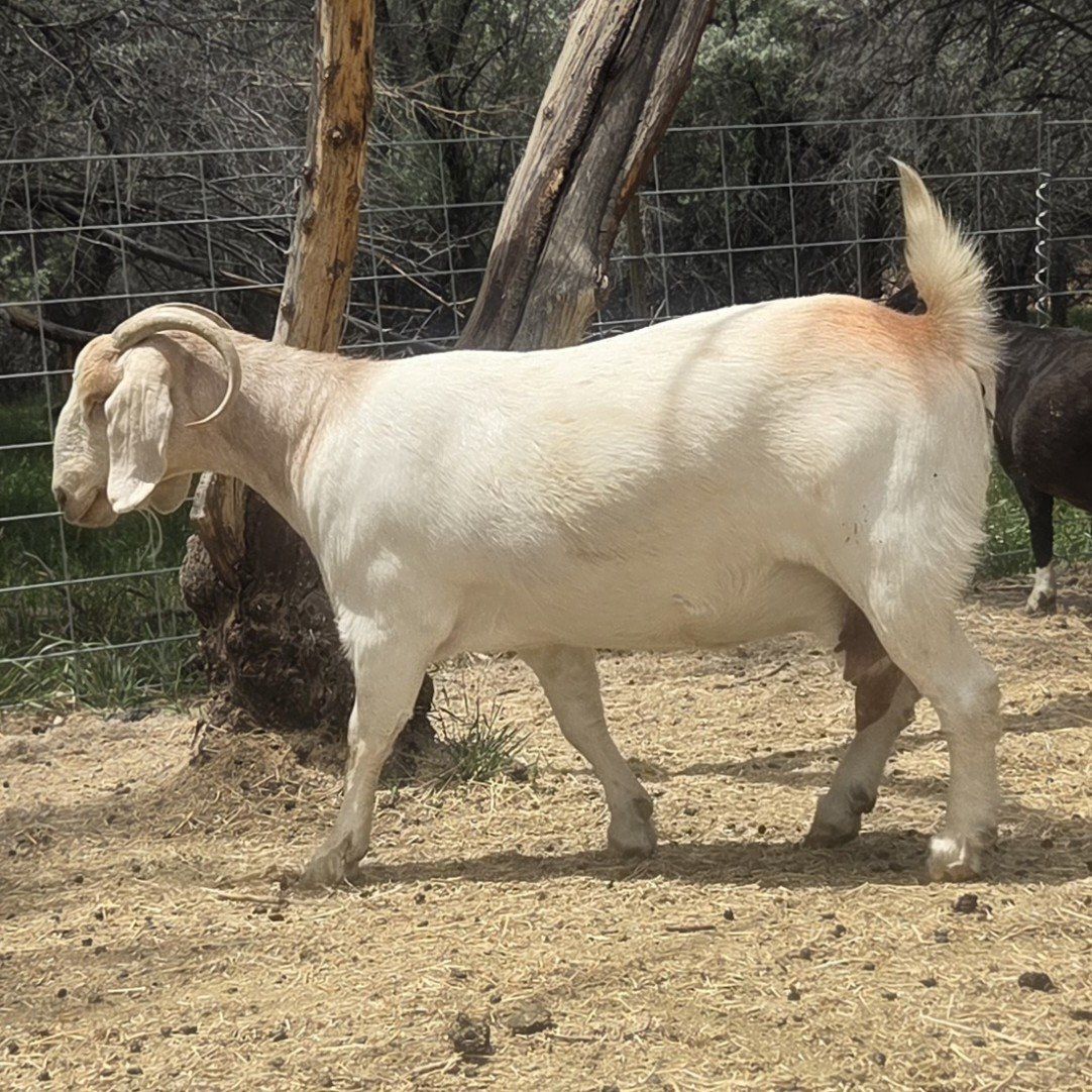 registered exposed Boer doe