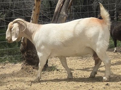 registered exposed Boer doe