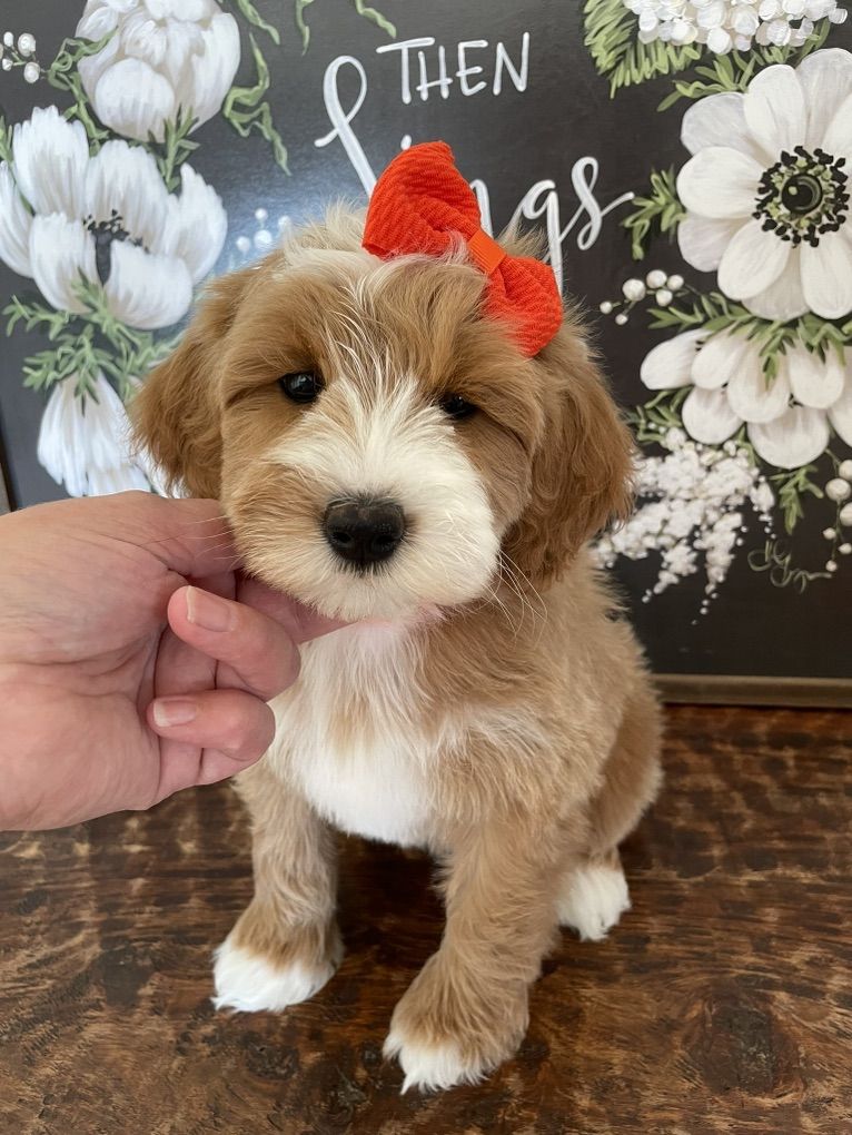 Must Sell This Week! Mini Goldendoodle Tuxedo