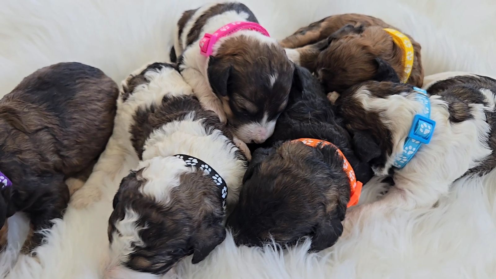 Mini Bernedoodles CHOCOLATE
